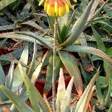 Aloe capitata ©JLcoll.4869.jpg